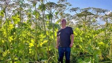 Photo of Борщевик может стать основой импортозамещения