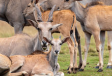 Photo of Ученые поняли, как стадо животных реагируют на опасность. Все — благодаря микророботам