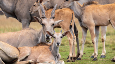 Photo of Ученые поняли, как стадо животных реагируют на опасность. Все — благодаря микророботам