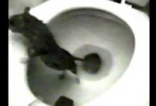 Photo of В Балашихе крыса высунулась из унитаза и укусила ребенка