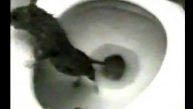 Photo of В Балашихе крыса высунулась из унитаза и укусила ребенка