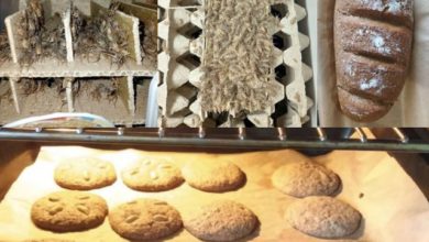 Photo of В Новосибирске будут производить муку из насекомых