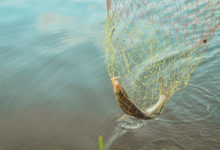 Photo of Рыбопромышленники не могут использовать новые суда без зарубежных наладчиков